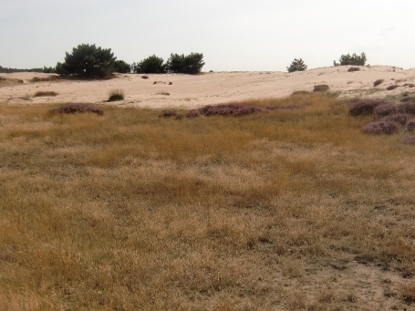 De Hoge Veluwe : Flugsandfläche am Wildbaanweg